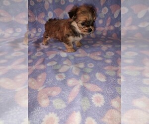 Morkie Puppy for Sale in LAPEER, Michigan USA