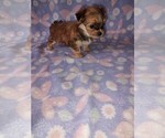 Small Morkie