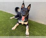 Small Photo #3 German Shepherd Dog-Unknown Mix Puppy For Sale in Martinez, CA, USA