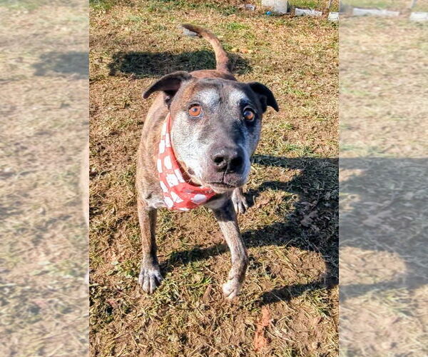 Medium Photo #6 Mutt Puppy For Sale in Calhoun, GA, USA