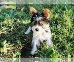 Puppy Puppy 5 Yorkshire Terrier