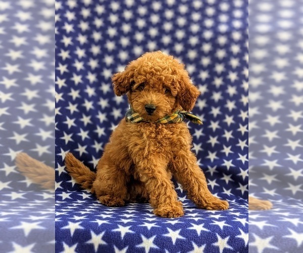 Medium Photo #4 Goldendoodle Puppy For Sale in COCHRANVILLE, PA, USA