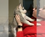 Small Photo #4 Siberian Husky Puppy For Sale in ROSEVILLE, CA, USA