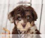 Small Photo #2 Aussie-Poo Puppy For Sale in MOUNT VERNON, OH, USA