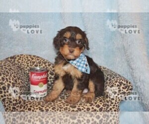 Aussiedoodle-Poodle (Toy) Mix Puppy for sale in SANGER, TX, USA