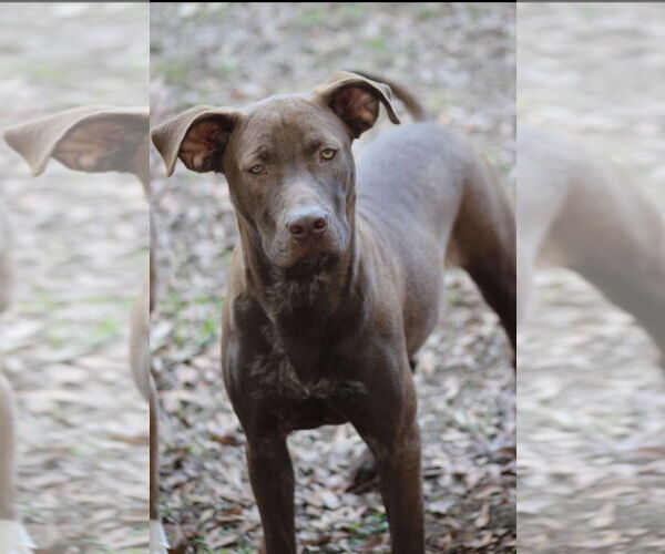 Medium Photo #5 German Shorthaired Lab Puppy For Sale in Ocean Springs, MS, USA
