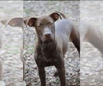 Small #4 German Shorthaired Lab