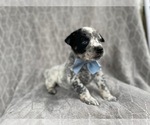 Small Photo #16 Australian Cattle Dog Puppy For Sale in LAKELAND, FL, USA