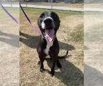 OREO - Male Labrador Retriever Dog for Adoption - Small photo