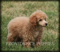 Small Photo #15 Poodle (Miniature) Puppy For Sale in COPPOCK, IA, USA