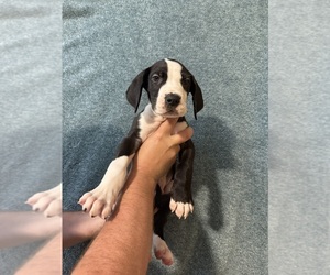 Great Dane Puppy for sale in RANSOMVILLE, NY, USA