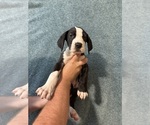 Small Great Dane