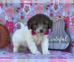 Miniature Labradoodle Puppy for sale in LANCASTER, PA, USA
