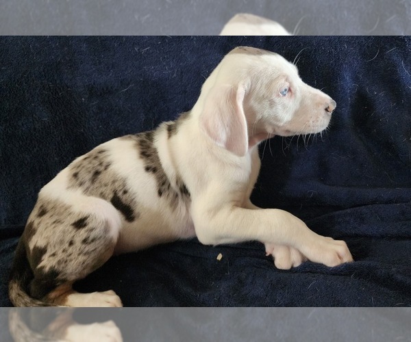 Medium Photo #12 Catahoula Leopard Dog Puppy For Sale in CUMBY, TX, USA