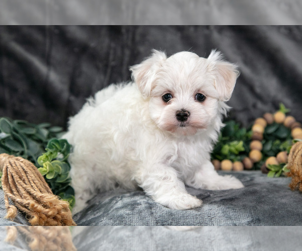 Medium Photo #2 Maltese Puppy For Sale in HOLMESVILLE, OH, USA