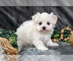 Small #1 Maltese