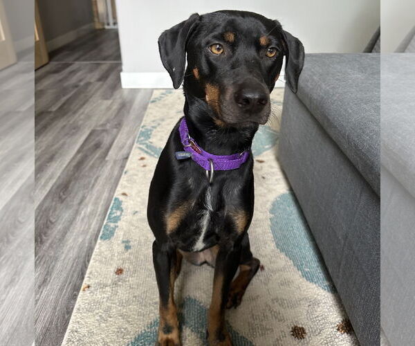 Medium Photo #4 Pointer-Unknown Mix Puppy For Sale in Fargo, ND, USA
