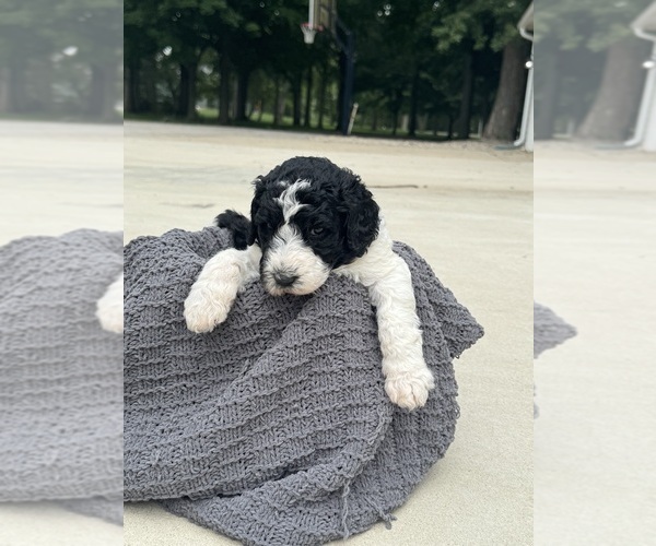 Medium Photo #1 Saint Berdoodle Puppy For Sale in FRANKFORT, IN, USA