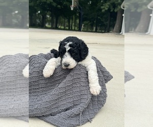 Medium Saint Berdoodle