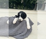Puppy Roo Saint Berdoodle