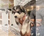 Small Photo #8 Siberian Husky Puppy For Sale in KANSAS CITY, MO, USA