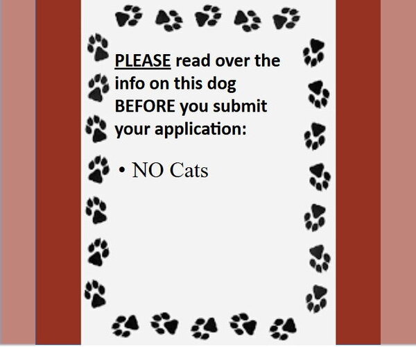 Medium Photo #5 Mutt Puppy For Sale in Fargo, ND, USA