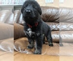 Puppy 1 Australian Shepherd-German Shepherd Dog Mix