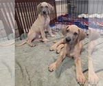 Small #37 Great Dane