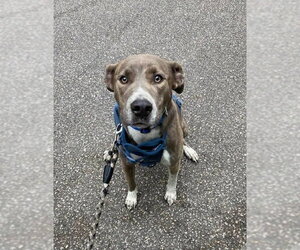 Peter Pan (Peter Pan Litter) - Male Mountain Cur-Unknown Mix Dog for Adoption - Photo #17