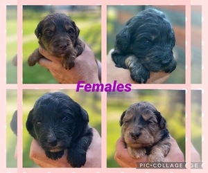 Aussiedoodle Puppy for sale in JACKSON, KY, USA