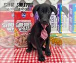 Small Great Dane-Labrador Retriever Mix