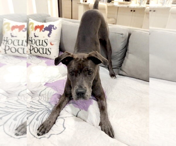 Medium Photo #14 Great Dane-Unknown Mix Puppy For Sale in Huntersville, NC, USA