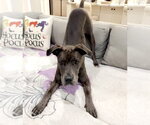 Small #13 Great Dane Mix