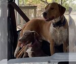 Small Photo #16 Labrador Retriever-Staffordshire Bull Terrier Mix Puppy For Sale in McKinney, TX, USA