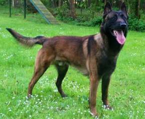 Father of the Belgian Malinois puppies born on 09/07/2016