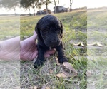 Small Photo #9 Labradoodle Puppy For Sale in HOCKLEY, TX, USA
