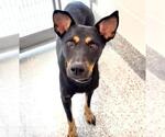 Small #2 German Shepherd Dog Mix