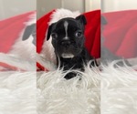 Puppy Winston Faux Frenchbo Bulldog