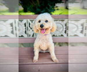 Medium Poodle (Miniature)