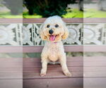 Small Poodle (Miniature)