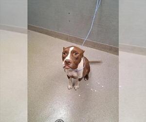 American Staffordshire Terrier-Unknown Mix Dogs for adoption in Las Vegas, NV, USA