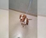 Small American Staffordshire Terrier Mix