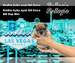 Small Photo #3 French Bulldog Puppy For Sale in AMARILLO, TX, USA