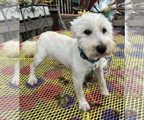 Medium Photo #3 Mutt Puppy For Sale in Sioux Falls, SD, USA