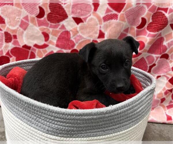 Medium Photo #1 German Shepherd Dog-Unknown Mix Puppy For Sale in Rosenberg, TX, USA