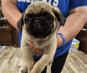Pug Puppy for sale in BAY CITY, TX, USA