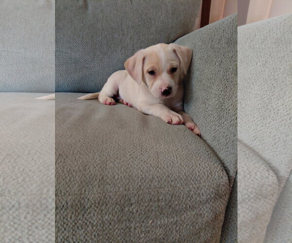 Medium Photo #1 Shepradors Puppy For Sale in Holly Springs, NC, USA