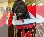 Puppy Black and white Poodle (Toy)