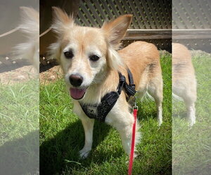 Sadie May 26 - Female Golden Retriever-Unknown Mix Dog for Adoption - Photo #5