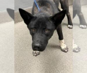 Akita-Unknown Mix Dogs for adoption in Las Vegas, NV, USA